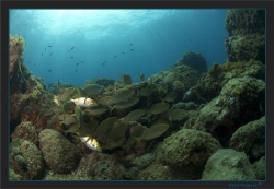 School of Salema (Sarpa salpa)    
 by Sven Tramaux 